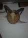 Lebka muflona (čistá).jpg